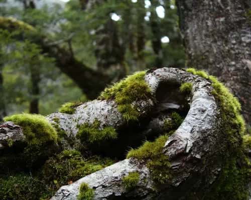 Bois naturel avec mousse