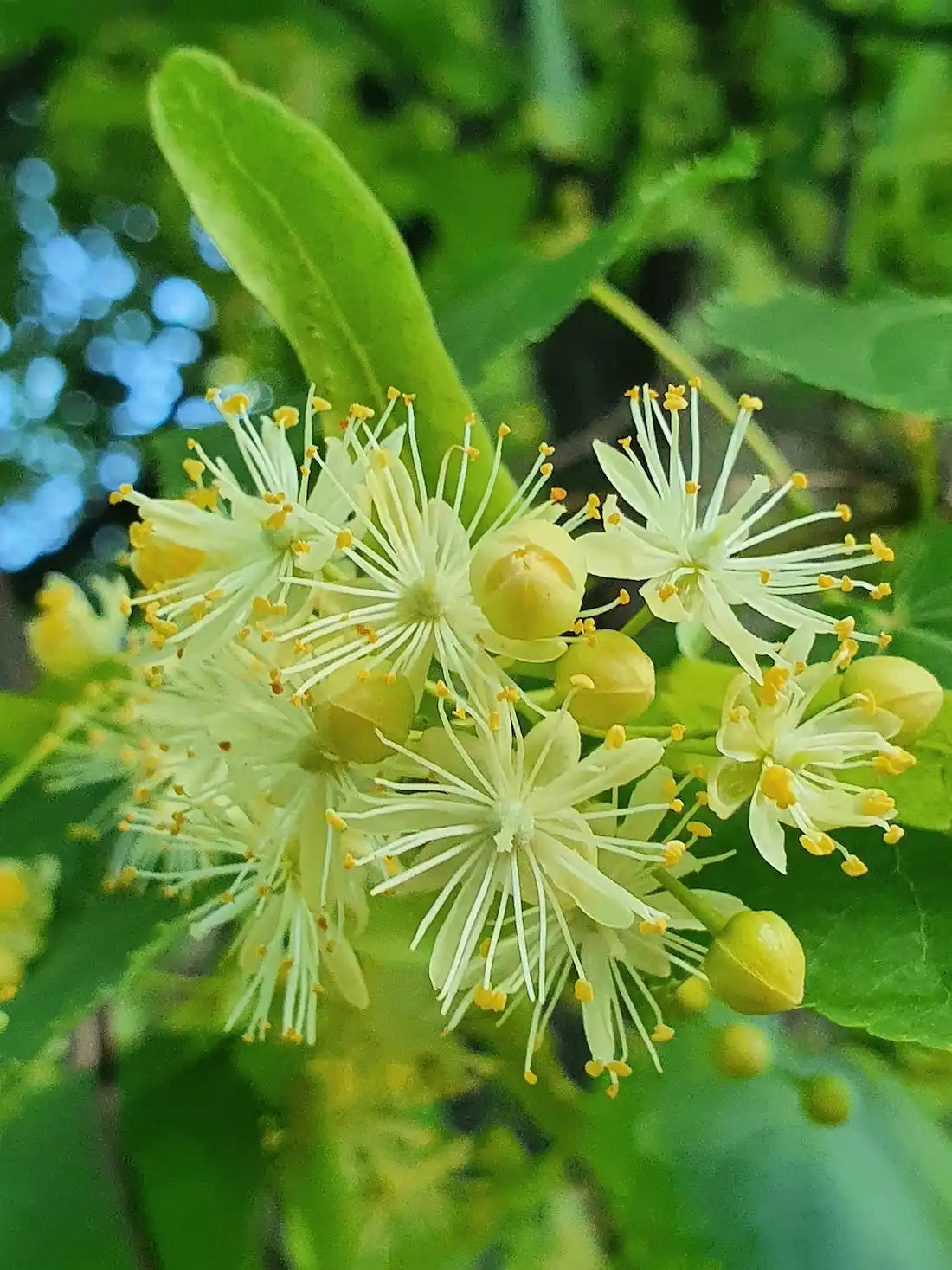 Gros plan sur des fleurs du tilleul