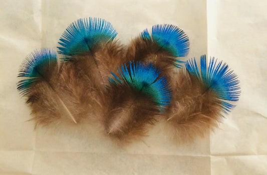 Petites plumes de paon