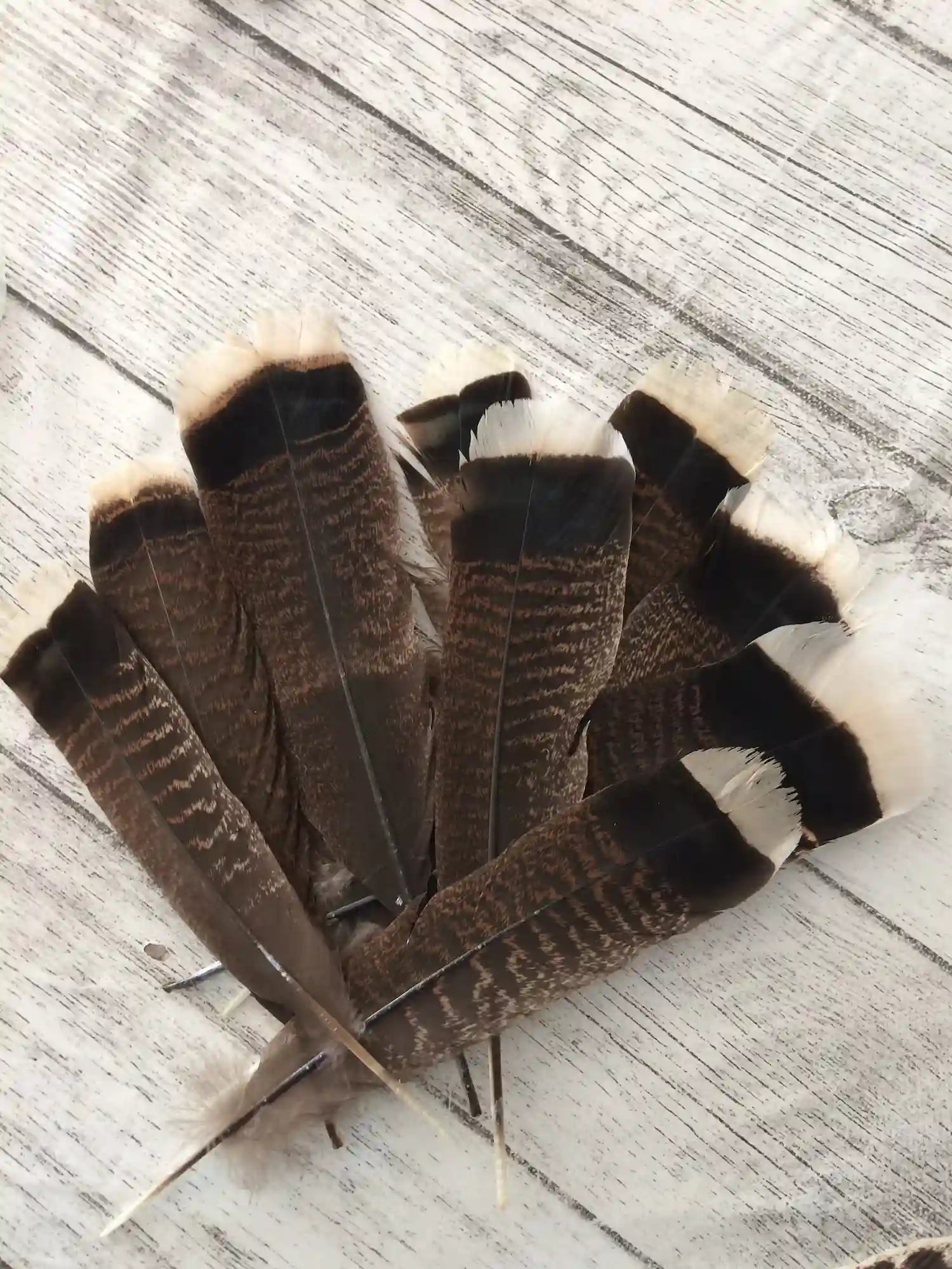 Véritables plumes d'aigle